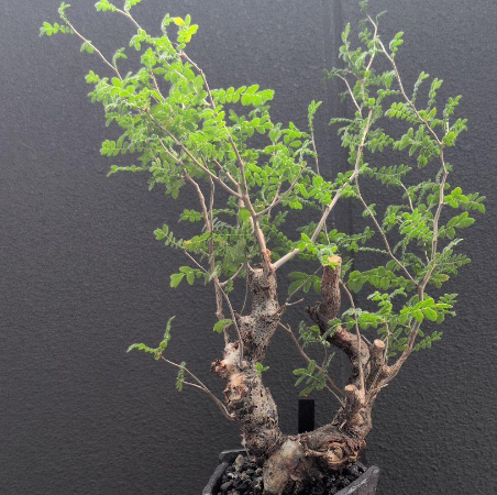 Commiphora monstruosa 10 Pieces Seeds