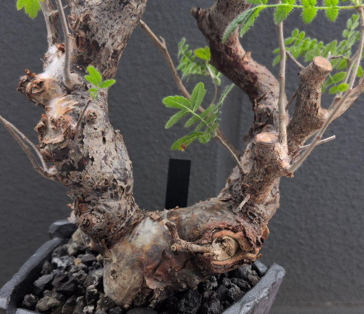 Commiphora monstruosa 10 Pieces Seeds