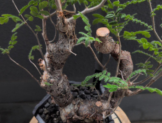 Commiphora monstruosa 10 Pieces Seeds