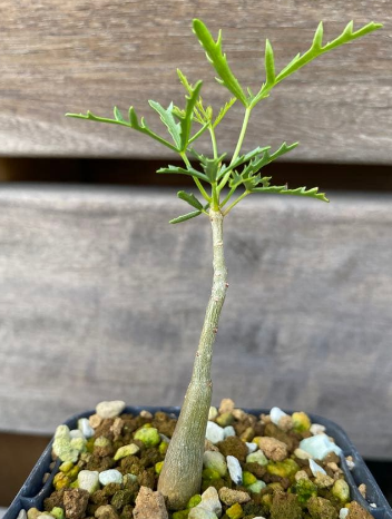 Commiphora gracilifrondosa 10 Pieces Seeds