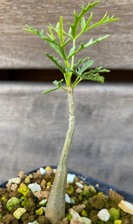 Commiphora gracilifrondosa 10 Pieces Seeds