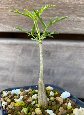 Commiphora gracilifrondosa 10 Pieces Seeds