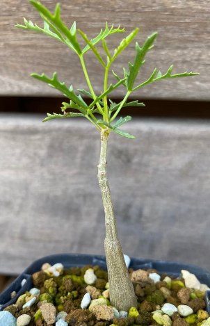 Commiphora gracilifrondosa 10 Pieces Seeds