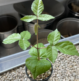 Commiphora mafaidoha 4 Pieces Seeds