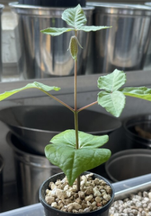 Commiphora mafaidoha 4 Pieces Seeds