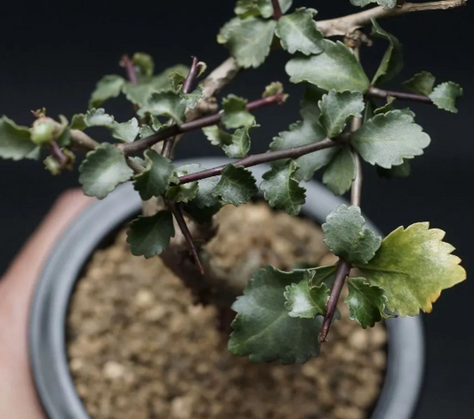 Commiphora wightii 6 Pieces Seeds