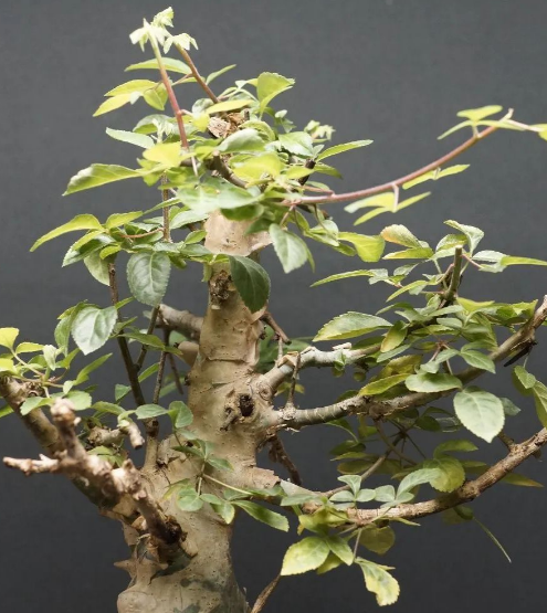 Commiphora holtziana 6 Pieces Seeds
