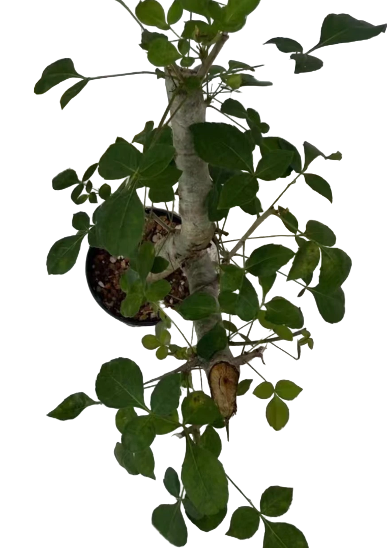 Commiphora brevicalyx 5 Pieces Seeds