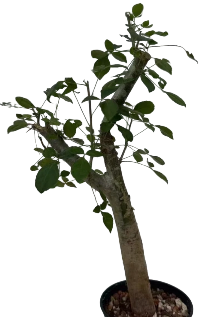 Commiphora brevicalyx 5 Pieces Seeds