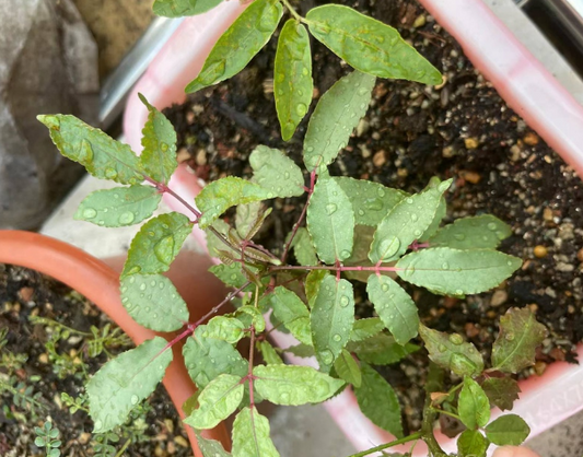 Commiphora pervillenea 5 Pieces Seeds
