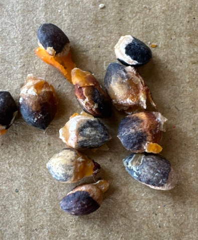 Commiphora Namaensis 6 Pieces Seeds