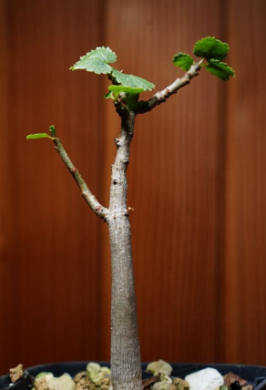 Commiphora Namaensis 6 Pieces Seeds