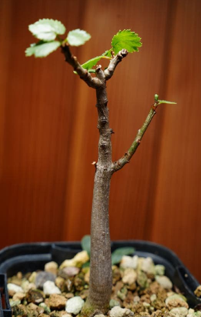Commiphora Namaensis 6 Pieces Seeds