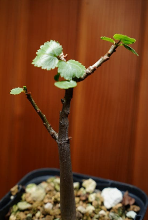 Commiphora Namaensis 6 Pieces Seeds