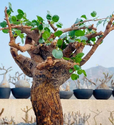 Commiphora Namaensis 6 Pieces Seeds