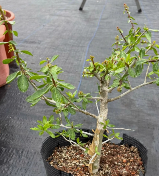 Commiphora kua ‘Isiolo’ 4 Pieces Seeds