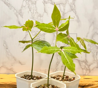 Commiphora capuronii 4 Pieces Seeds