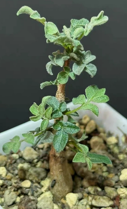 Commiphora sp pinnate 4 Pieces Seeds