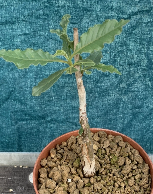 Commiphora Casecardifolia 4 Pieces Seeds