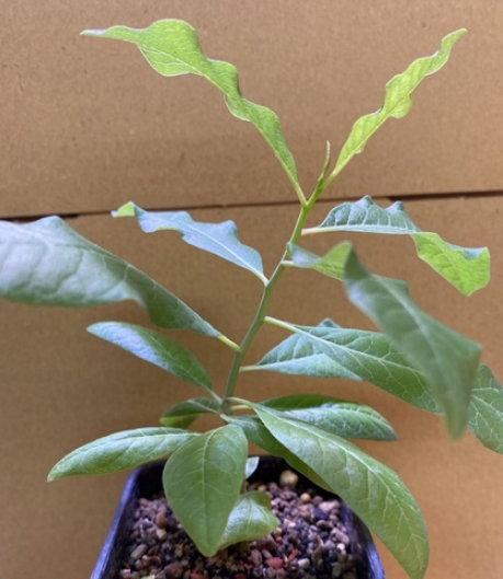 Commiphora glaucescens 4 Pieces Seeds
