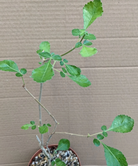 Commiphora africana v glaucidula 4 Pieces Seeds