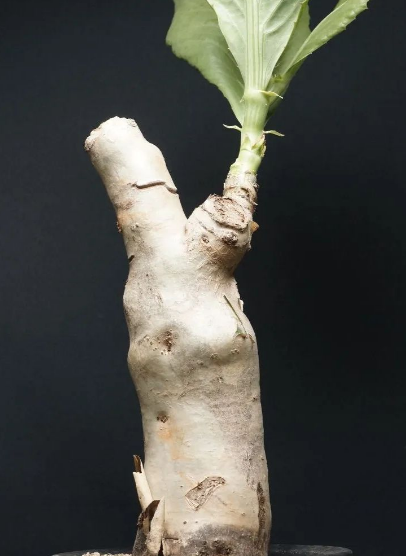 Cyphostemma juttae 10 Pieces Seeds