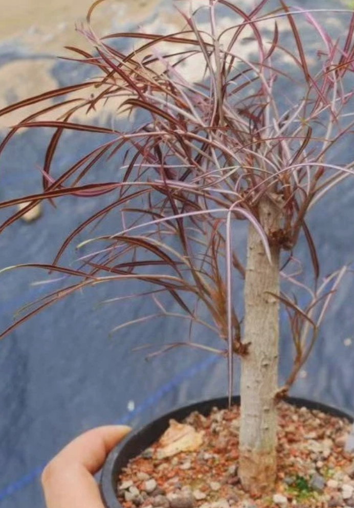 Cyphostemma mappia 6 Pieces Seeds