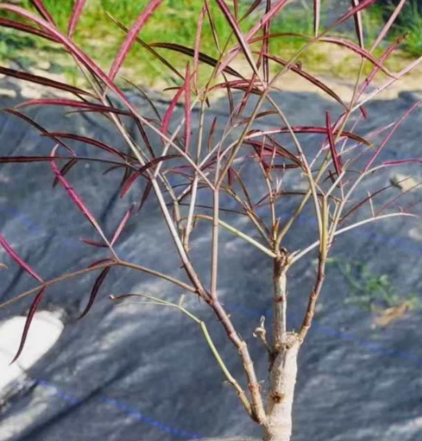 Cyphostemma mappia 6 Pieces Seeds