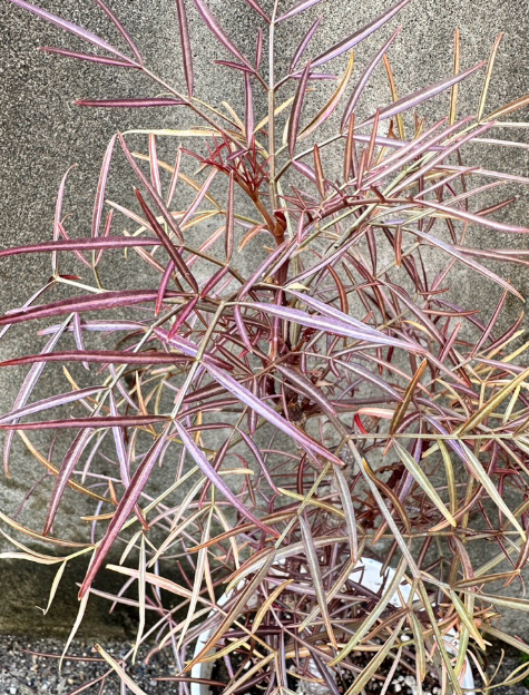 Cyphostemma mappia 6 Pieces Seeds