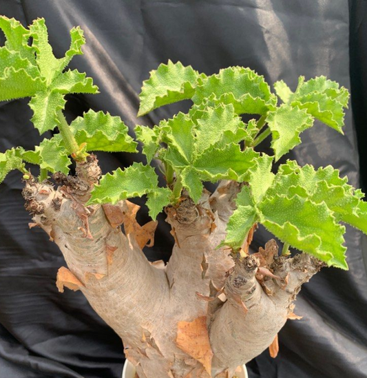 Cyphostemma uter (Namibia form) 10 Pieces Seeds