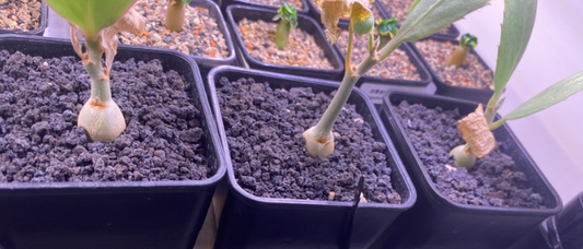 Cyphostemma bainesii 4 Pieces Seeds