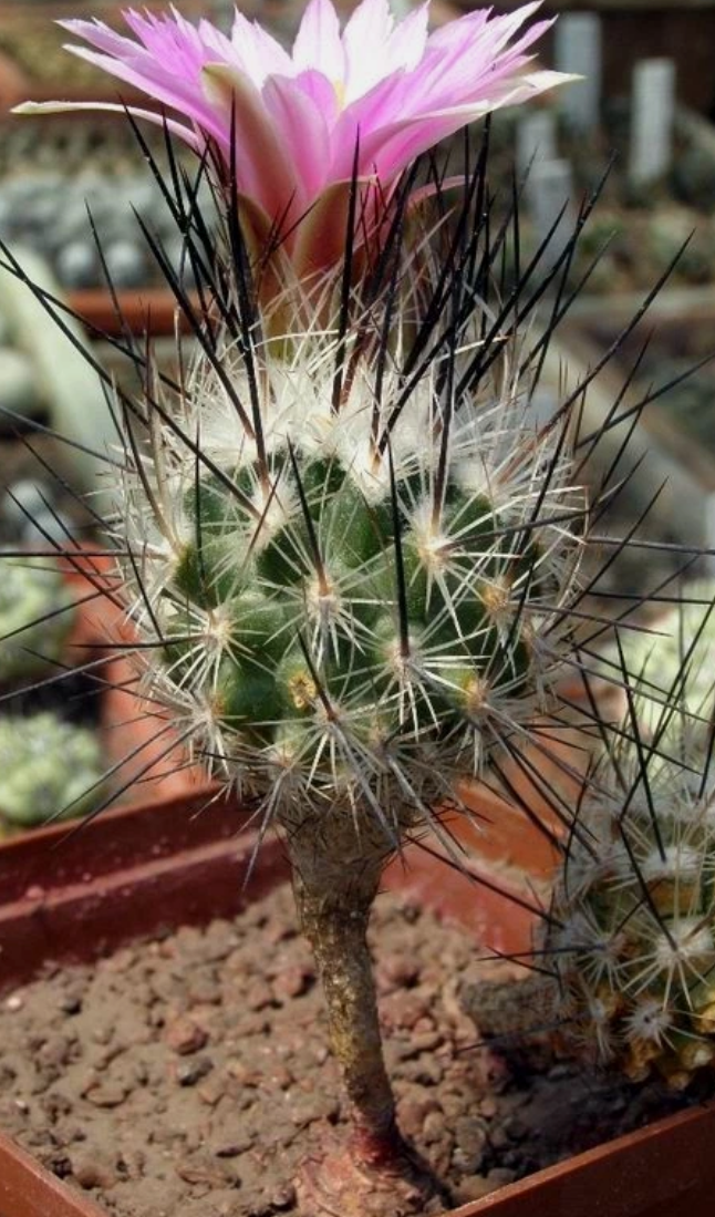 Turbinicarpus subterraneus 10 Pieces Seeds