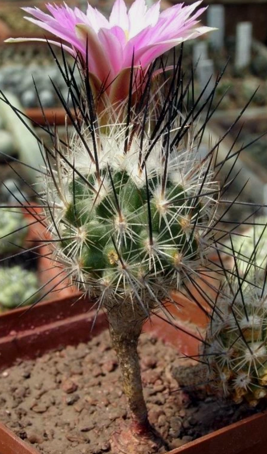 Turbinicarpus subterraneus 10 Pieces Seeds