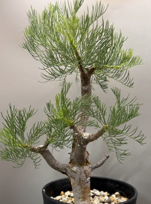 Commiphora kraeuseliana 10 Pieces Seeds