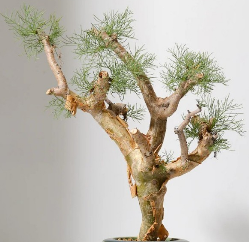 Commiphora kraeuseliana 10 Pieces Seeds