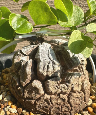 Dioscorea elephantipes ( African Tortoise Plant ) 10 Pieces Seeds