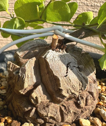 Dioscorea elephantipes ( African Tortoise Plant ) 10 Pieces Seeds