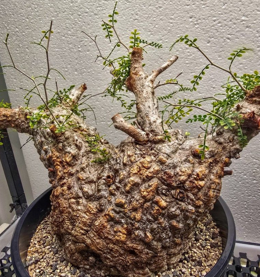 Operculicarya pachypus 10 Pieces Seeds