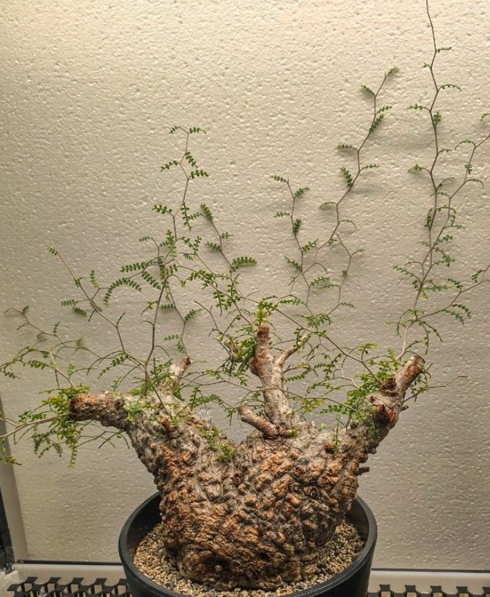 Operculicarya pachypus 10 Pieces Seeds