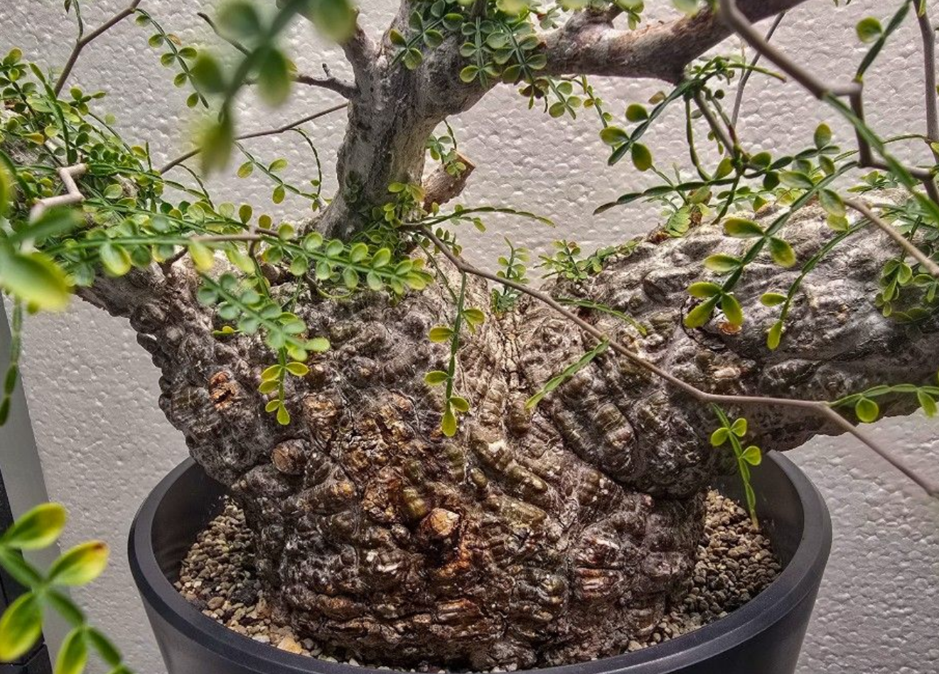 Operculicarya pachypus 10 Pieces Seeds –