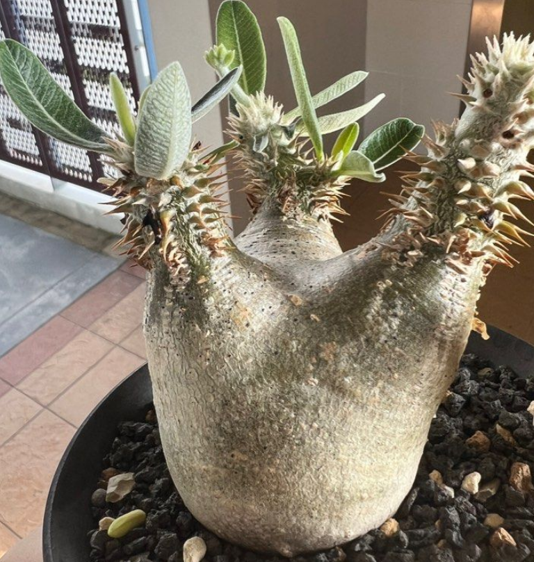 Pachypodium eburneum 10 Pieces Seeds