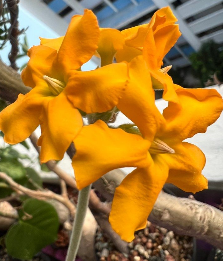 Pachypodium eburneum 10 Pieces Seeds