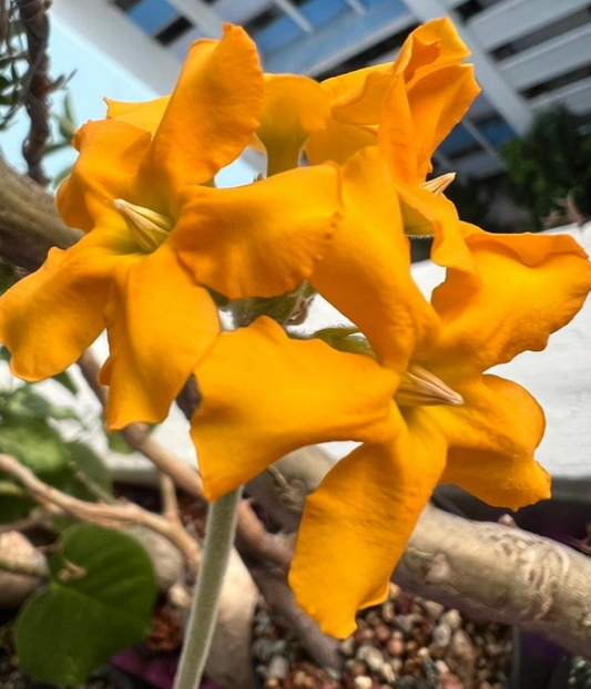 Pachypodium eburneum 10 Pieces Seeds