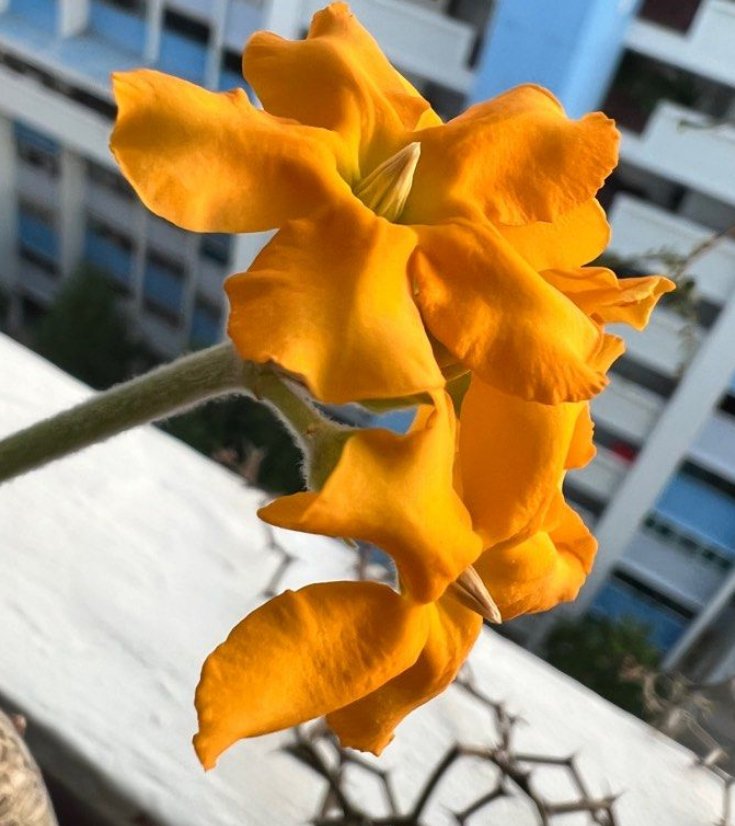 Pachypodium eburneum 10 Pieces Seeds