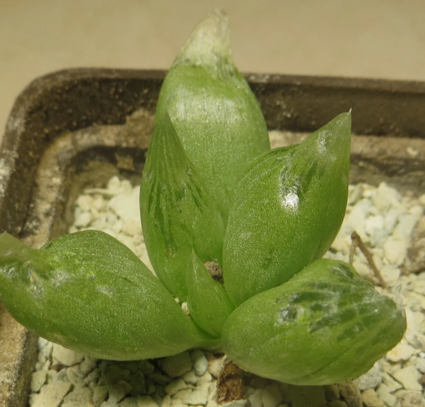 Bulbine mesembryanthoides 10 Pieces Seeds