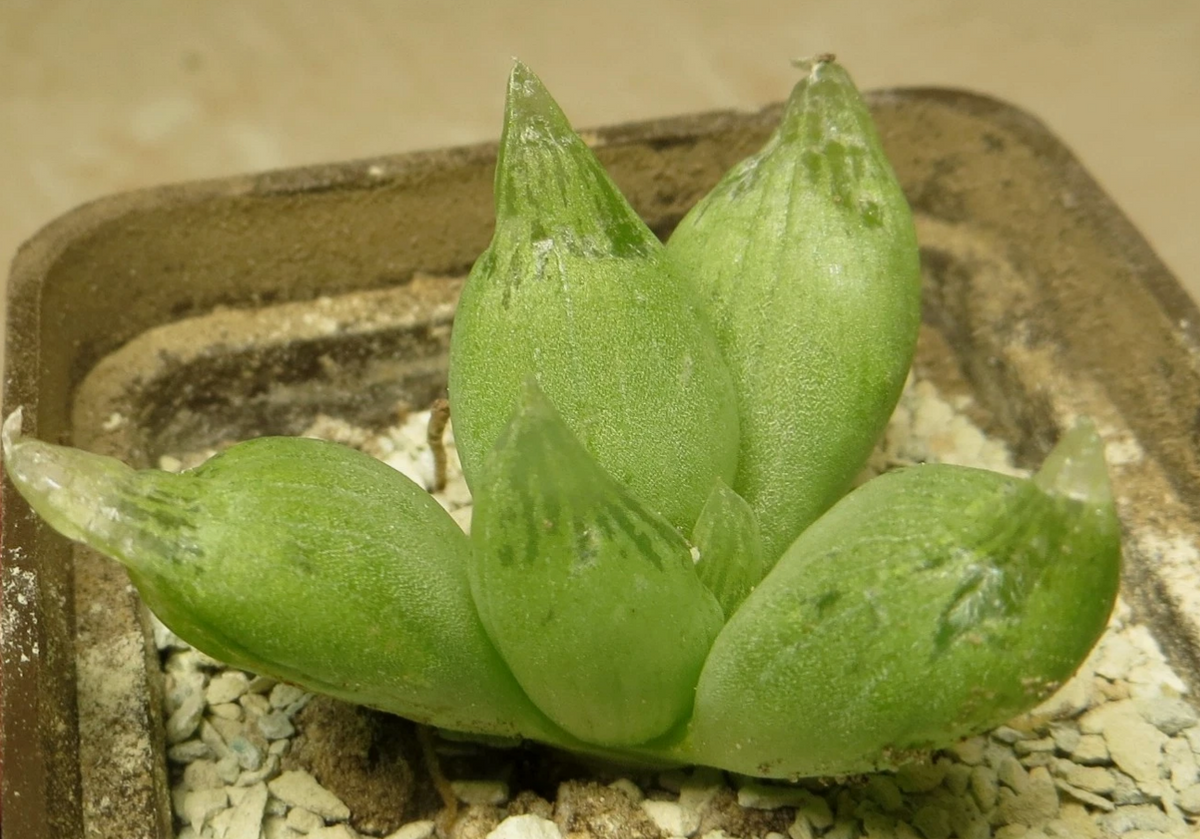 Bulbine mesembryanthoides 10 Pieces Seeds