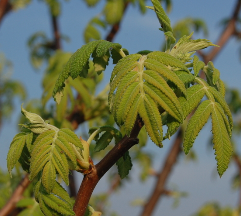 Bursera submoniliformis 4 Pieces Seeds