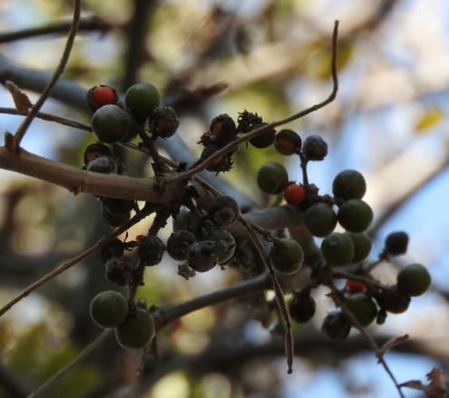 Bursera submoniliformis 4 Pieces Seeds