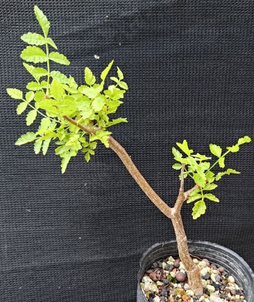 Bursera filicifolia 4 Pieces Seeds