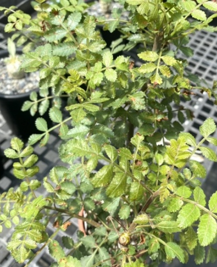 Bursera filicifolia 4 Pieces Seeds